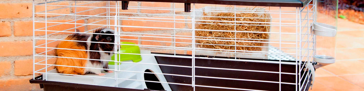 Cage avec enclos pour lapin et cochon d'inde coloris noir et blanc